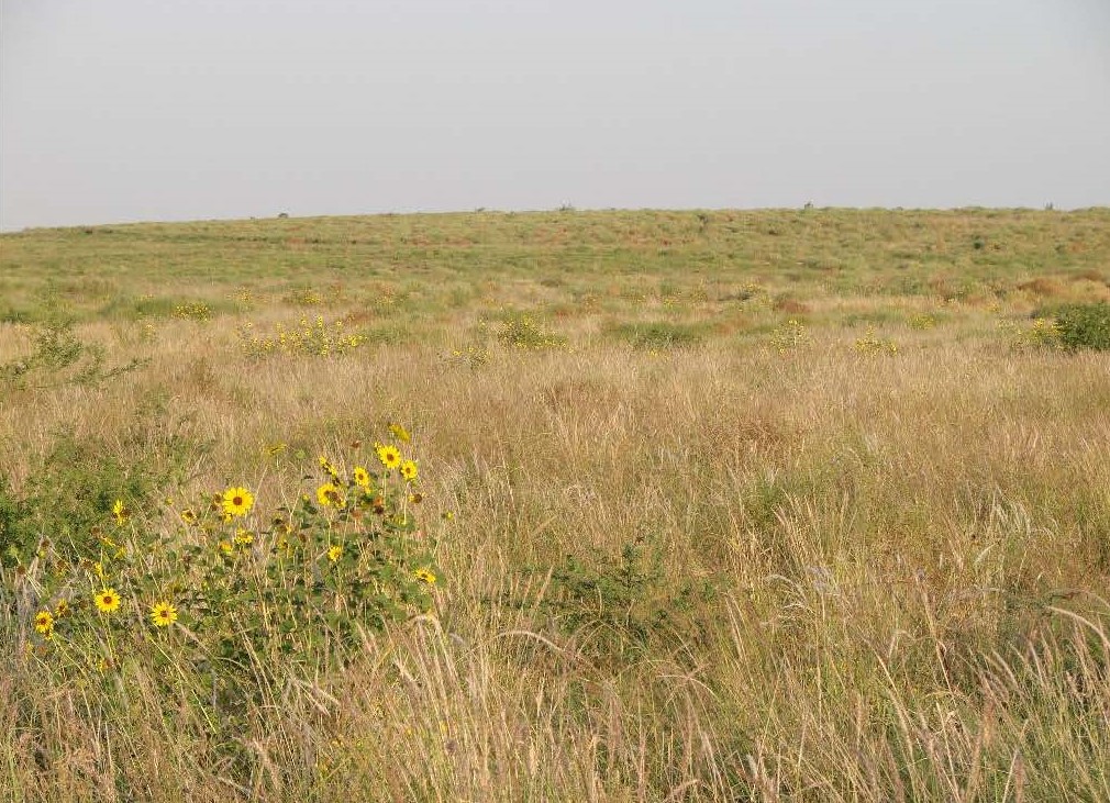  mix of native grasses in the Dahlstrom pit