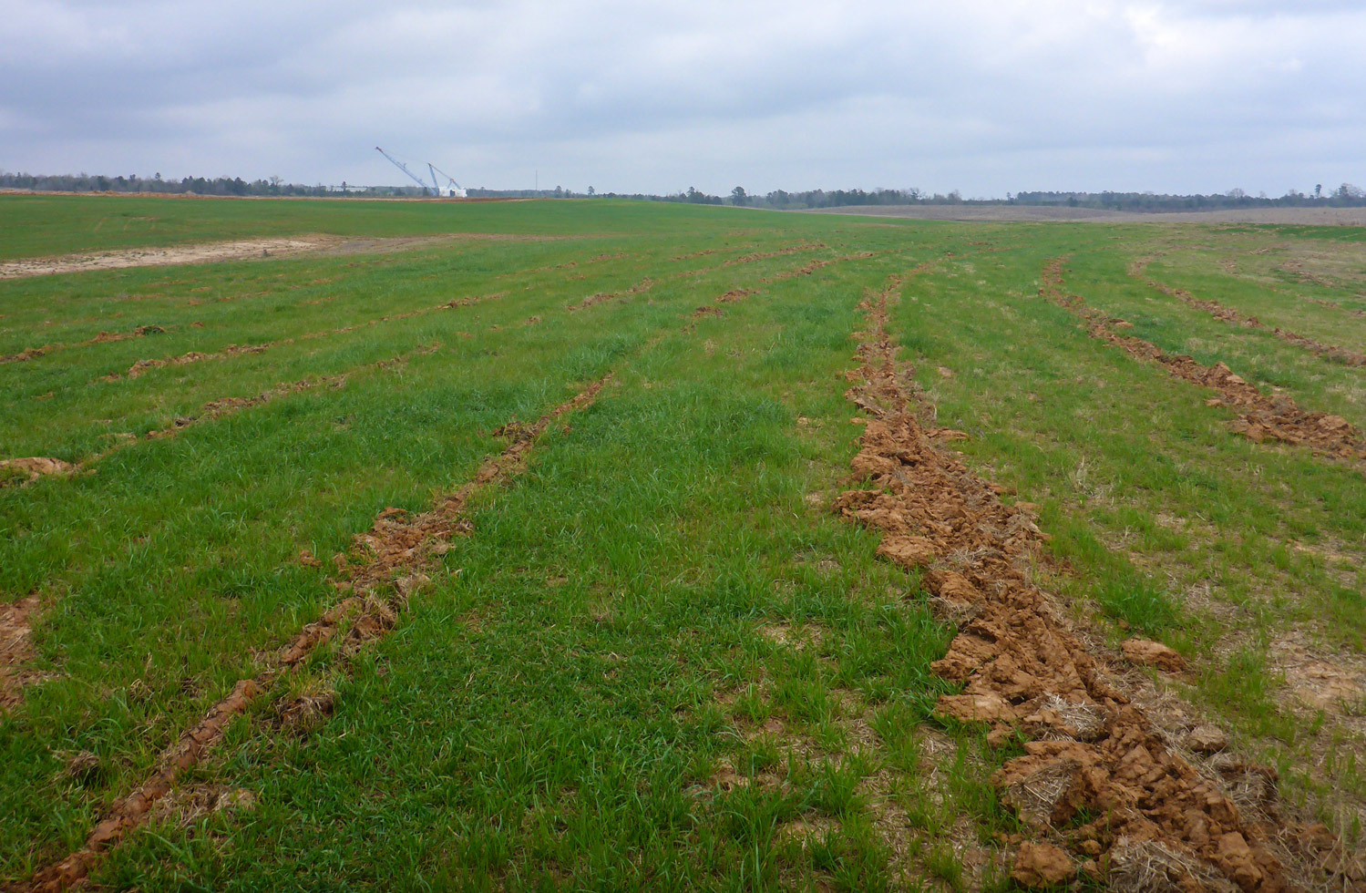 A reclaimed area at the Marshall Mine with furrows of planted trees